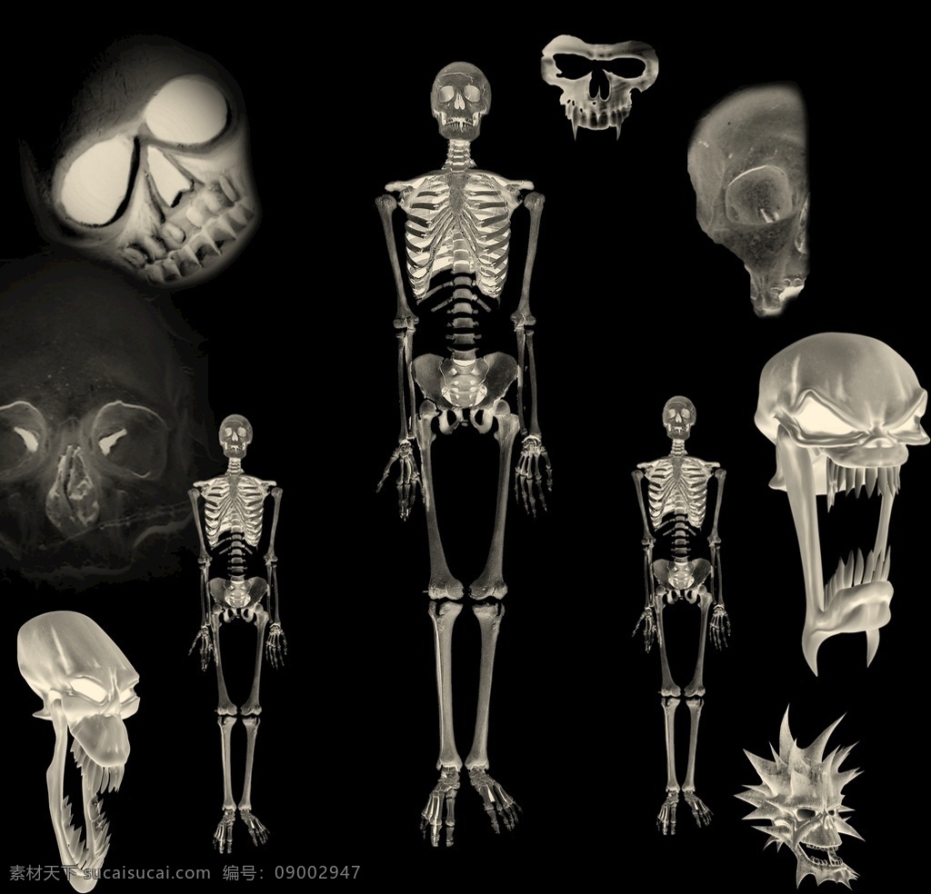 骷髅大全 骷髅 头骨 骨骼 人体 ct 人体结构 骨头 恐怖 游戏 分层 人物