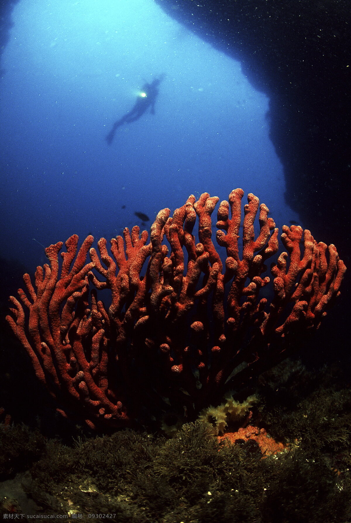 海底 世界 海底游泳 海洋 海洋生物 礁石 潜水 摄影图库 生物世界 游泳 底世界 珊蝴 鱼类 鱼