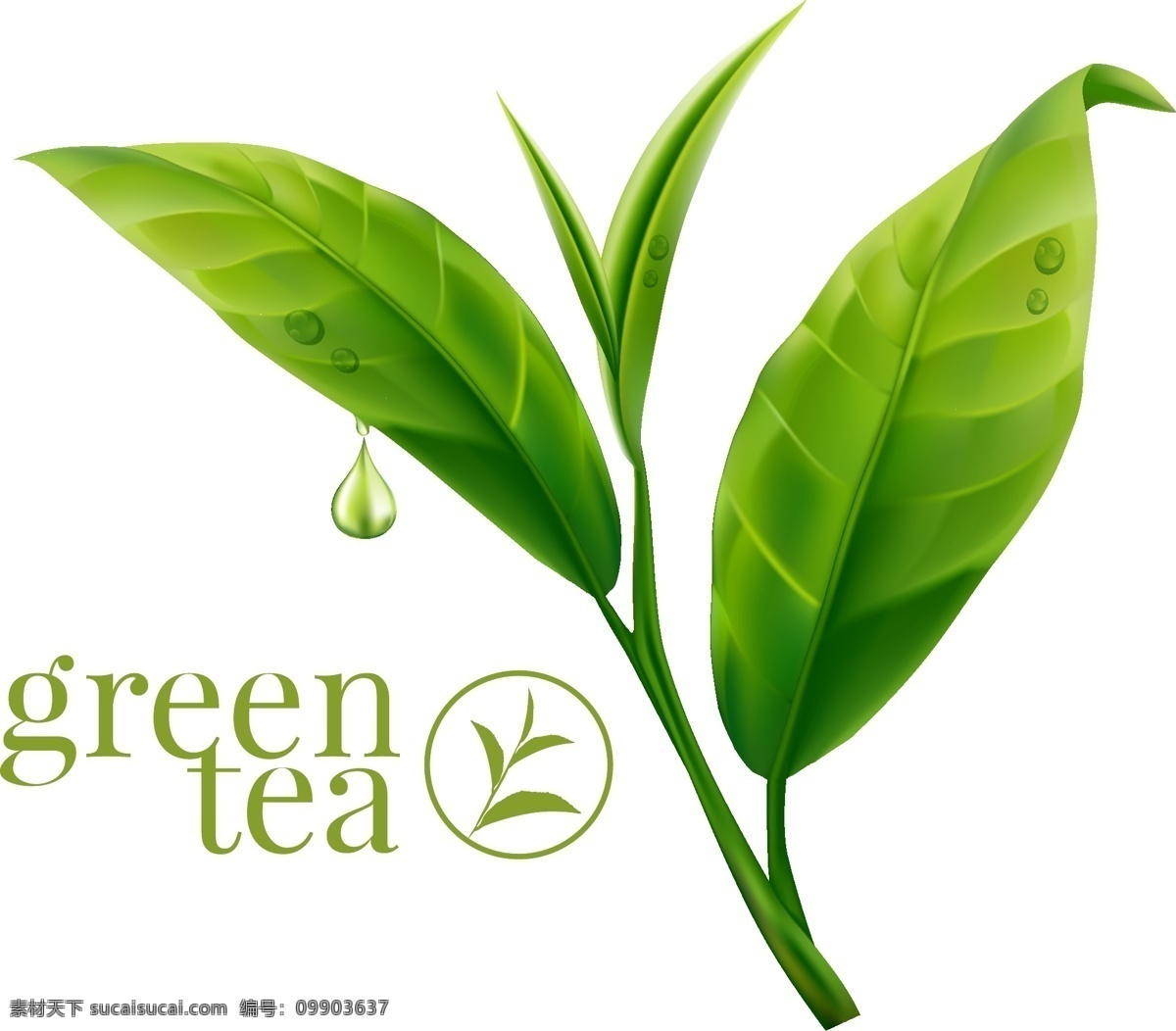 绿色 清新 茶叶 插画 露水 植物 绿茶 清爽