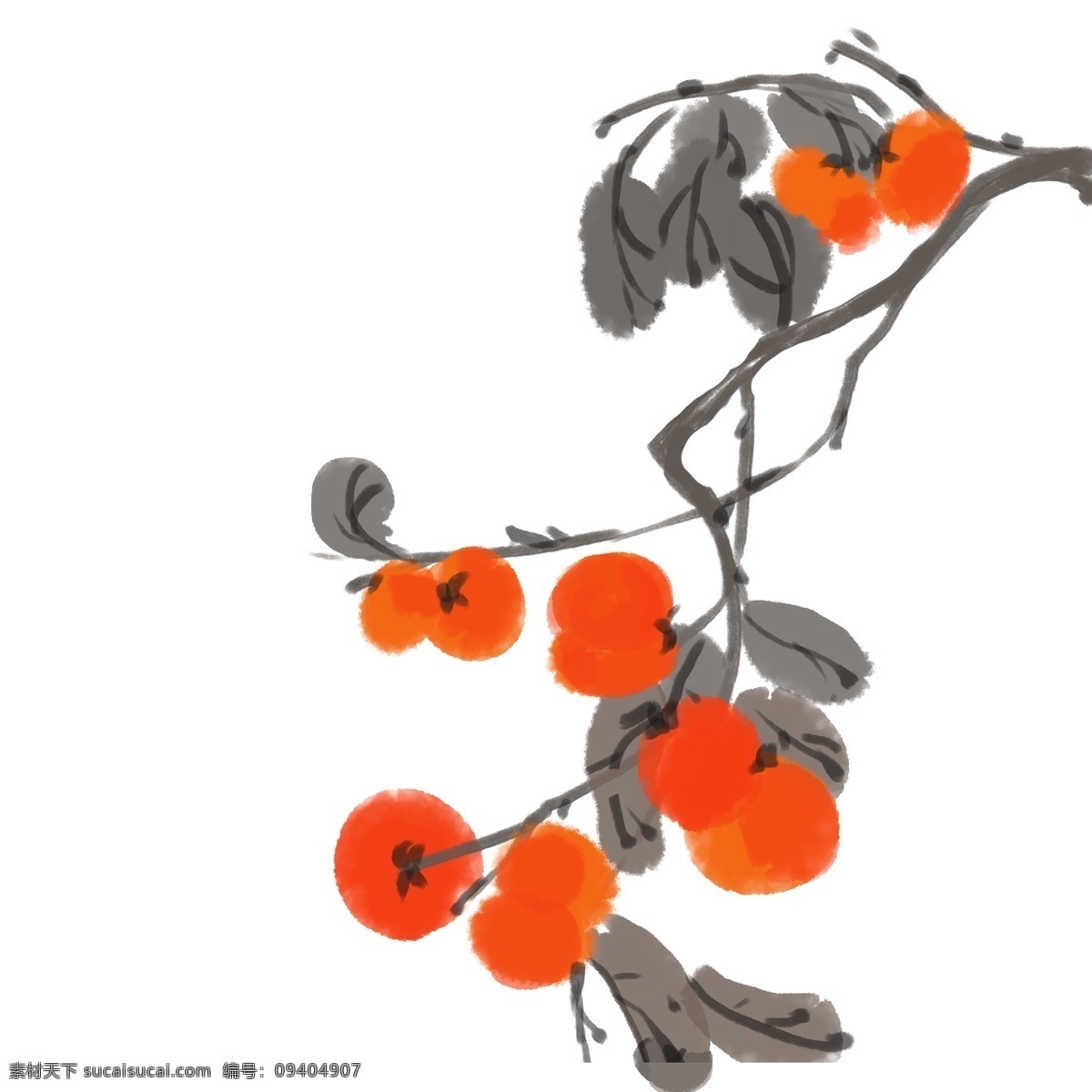 手绘 冬季 挂 枝头 红 柿子 插画 柿子树 红色果实 水彩柿子果 冬季景色 手绘插画