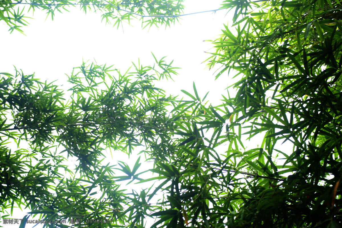 竹免费下载 山竹 生物世界 树木树叶 竹 竹叶 矢量图 日常生活
