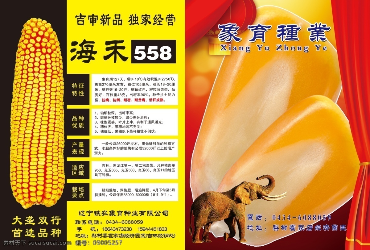 种子 玉米 宣传单 玉米粒 大画 玉米品种 品种说明 背景素材 海禾558 dm宣传单 广告设计模板 源文件