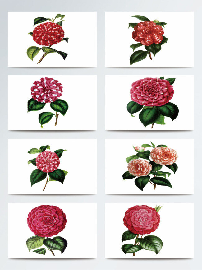 鲜艳 渐变 茶花 手绘 合集 植物 鲜花 花束 红色 绿叶 粉色 装饰元素