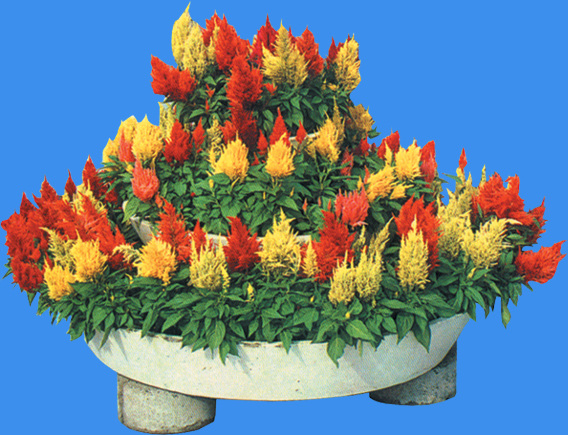 花 钵 200 小品 花钵 配景素材 景观小品 园林 建筑装饰 设计素材 3d模型素材 室内场景模型