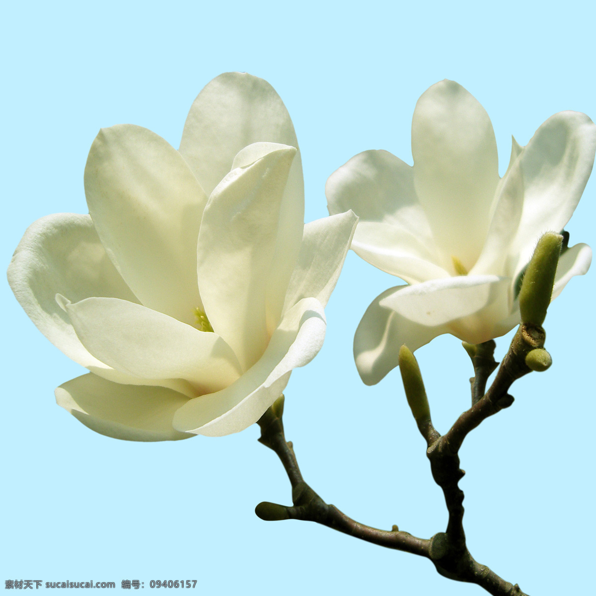 摄影作品 紫菊摄影写真 兰花 摄影图 自然景观 青色 天蓝色