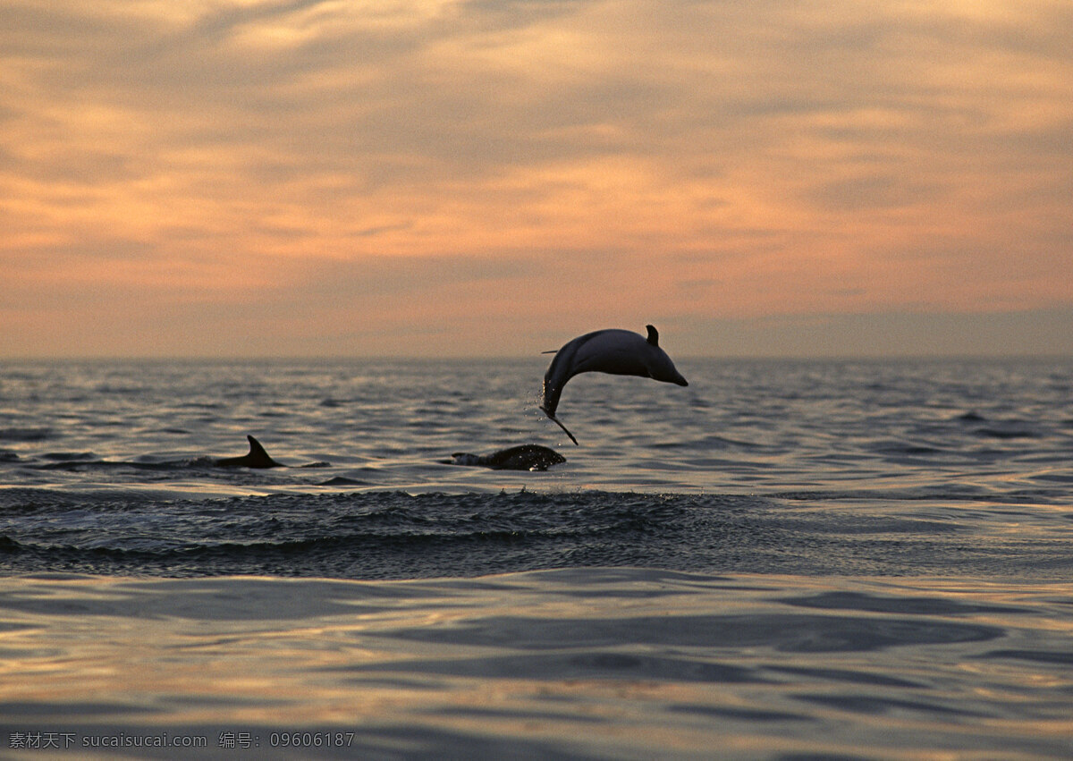 海豚 动物世界 生物世界 海底生物 鲸鱼 大海 水中生物