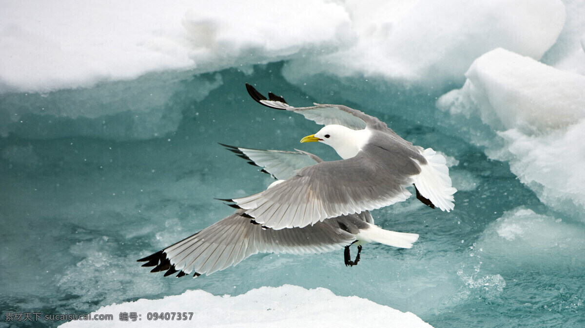 动物摄影图 动物世界 生物世界 飞翔 鸟 冰川 展翅高飞 图片专辑 野生动物