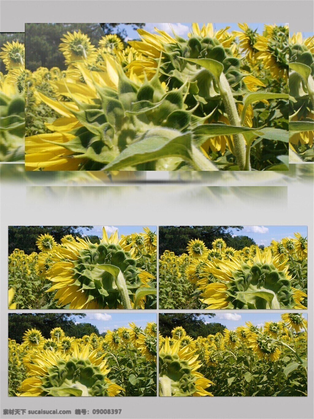 太阳 下 盛放 向日葵 植物 花朵 黄色 花瓣 绿叶 阳光 天空下 开放