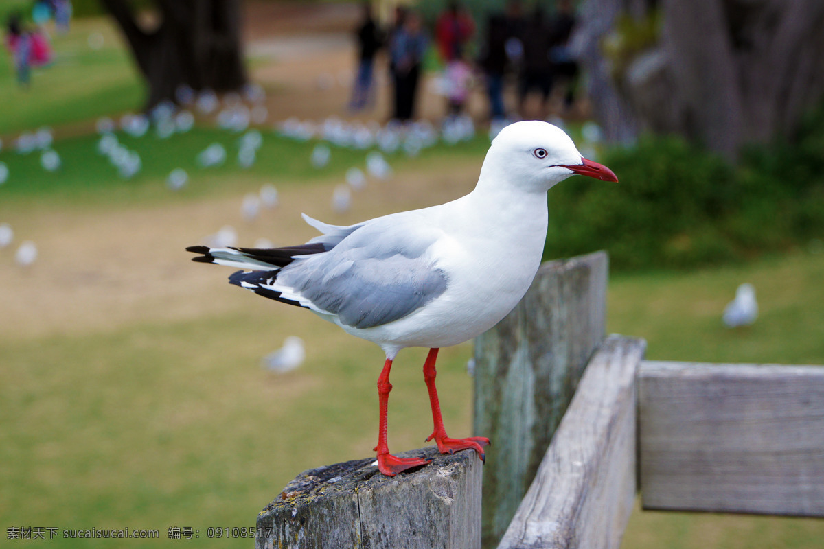 澳洲 塔斯马尼亚 海鸟 飞鸟 海滩 水鸟 旅游 风光 风景 国外风景 生物世界 鸟类 灰色