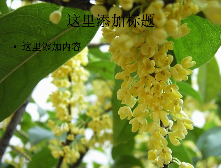 中秋 植物 桂花 高清 ppt5 黄色 自然风景 中秋节 迷人景色 模板