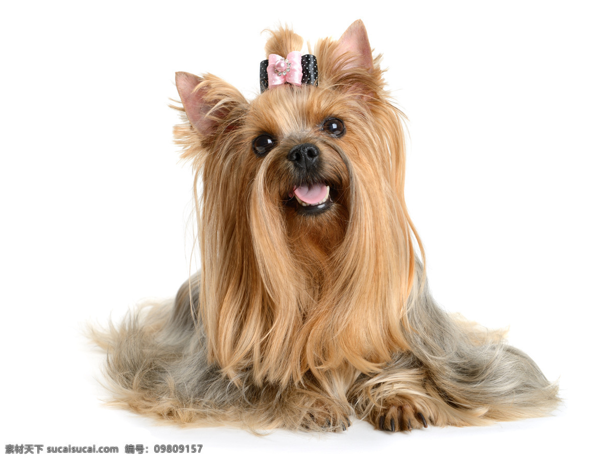 西施犬 狗 萌狗狗 宠物 萌宠 家宠 可爱 狗狗 小狗 犬 家犬 可爱狗狗 动物 汪星人 汪汪 家禽家畜 生物世界