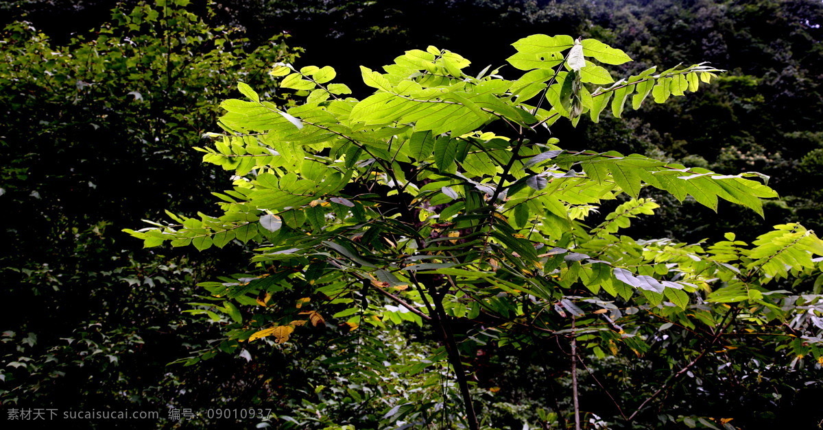 疑 视 桫椤 景观 山水风景 摄影图 植物 自然景观 家居装饰素材 山水风景画