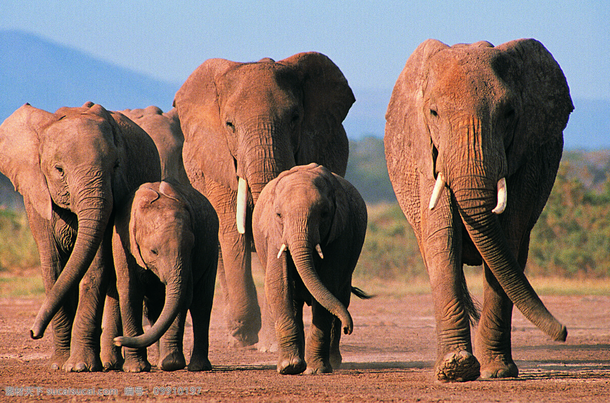 大象群 大象 动物 生物世界 野生动物 大象王国 摄影图库