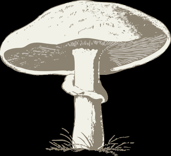 蘑菇 剪辑 艺术 剪贴画 白色