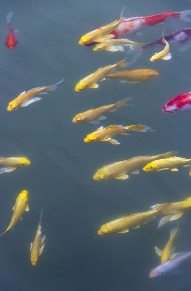 游泳 鱼群 金鱼 黄色 红色 花色 杂色 白色 黑色 水生物 台阶 上岸 背景 生物世界 鱼类