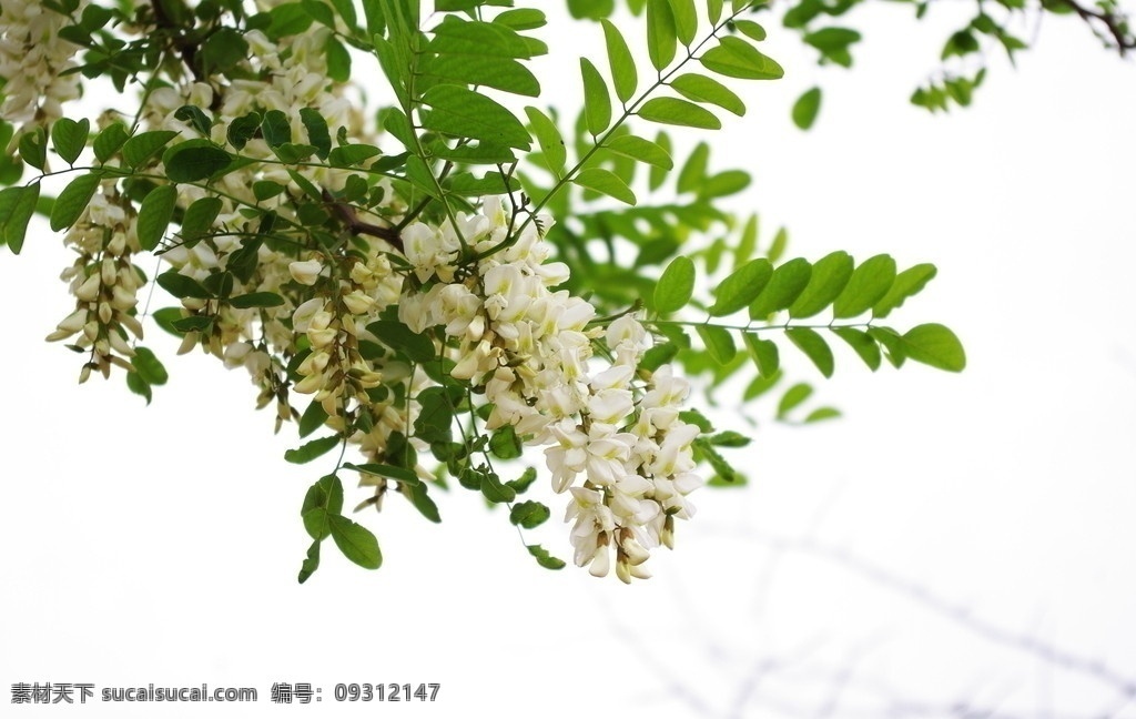 槐花 花草 生物世界