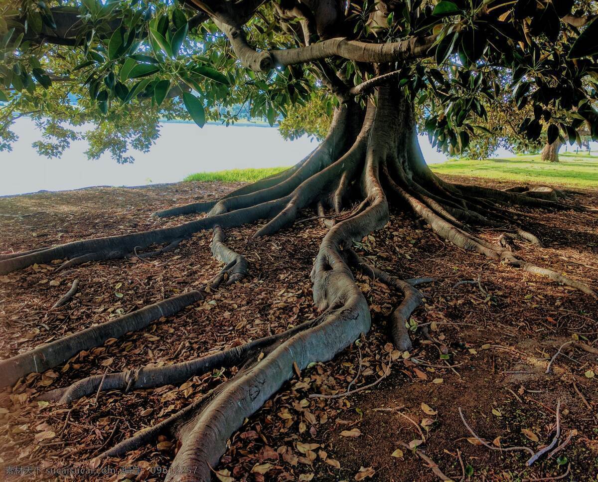 大树根须 树根 地面树根 地面根 根部 树 古树 摄影图 自然景观 自然风景