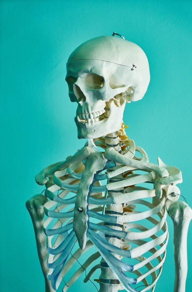 人体骨骼 骨骼 骨头 头骨 医生 医疗 解剖 蓝色 医用 医学 胸骨 现代科技 科学研究