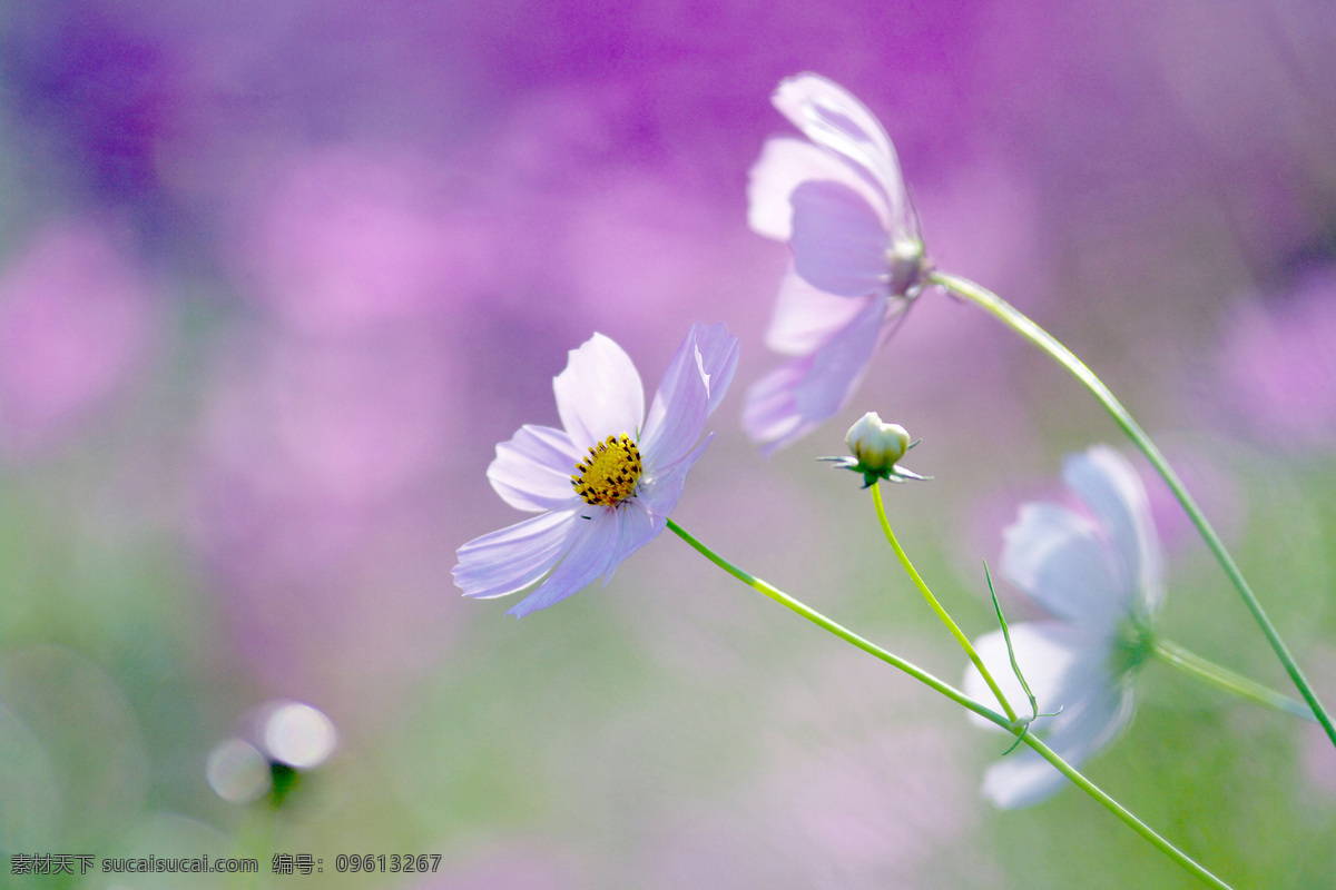 白色 雏 菊 背景 清新 自然 花朵 甜美 背景墙 装饰画