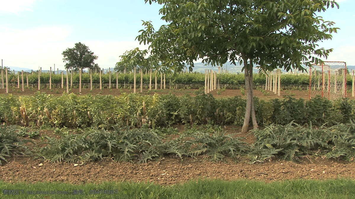 意大利 翁布里亚 整洁 花园 葡萄 股票 视频 农场 葡萄树 蔬菜 树木 土壤 植物 其他视频