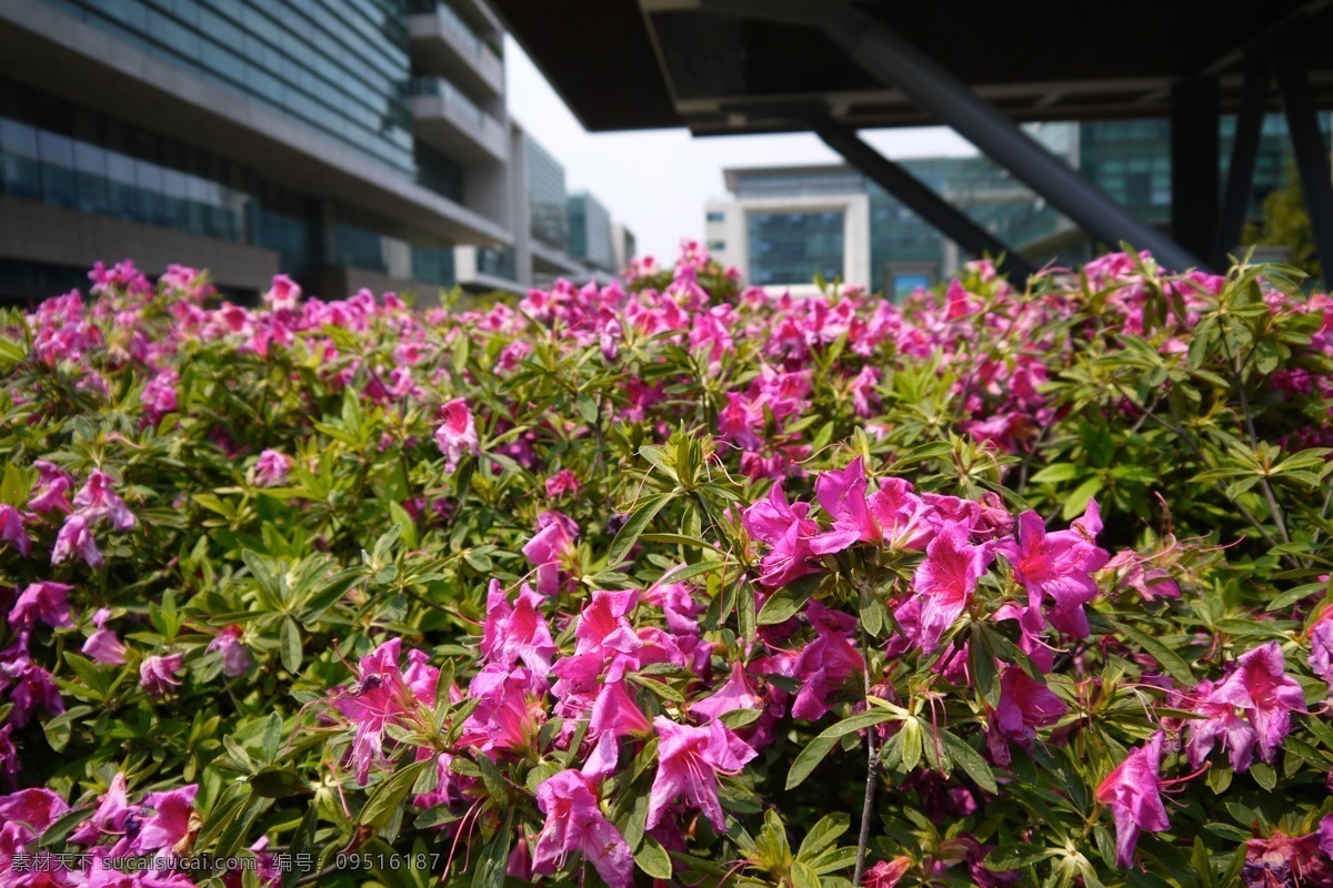 红花 红色 花草 花朵 露珠 牵牛花 红色牵牛花 野花 水滴 生物世界 psd源文件