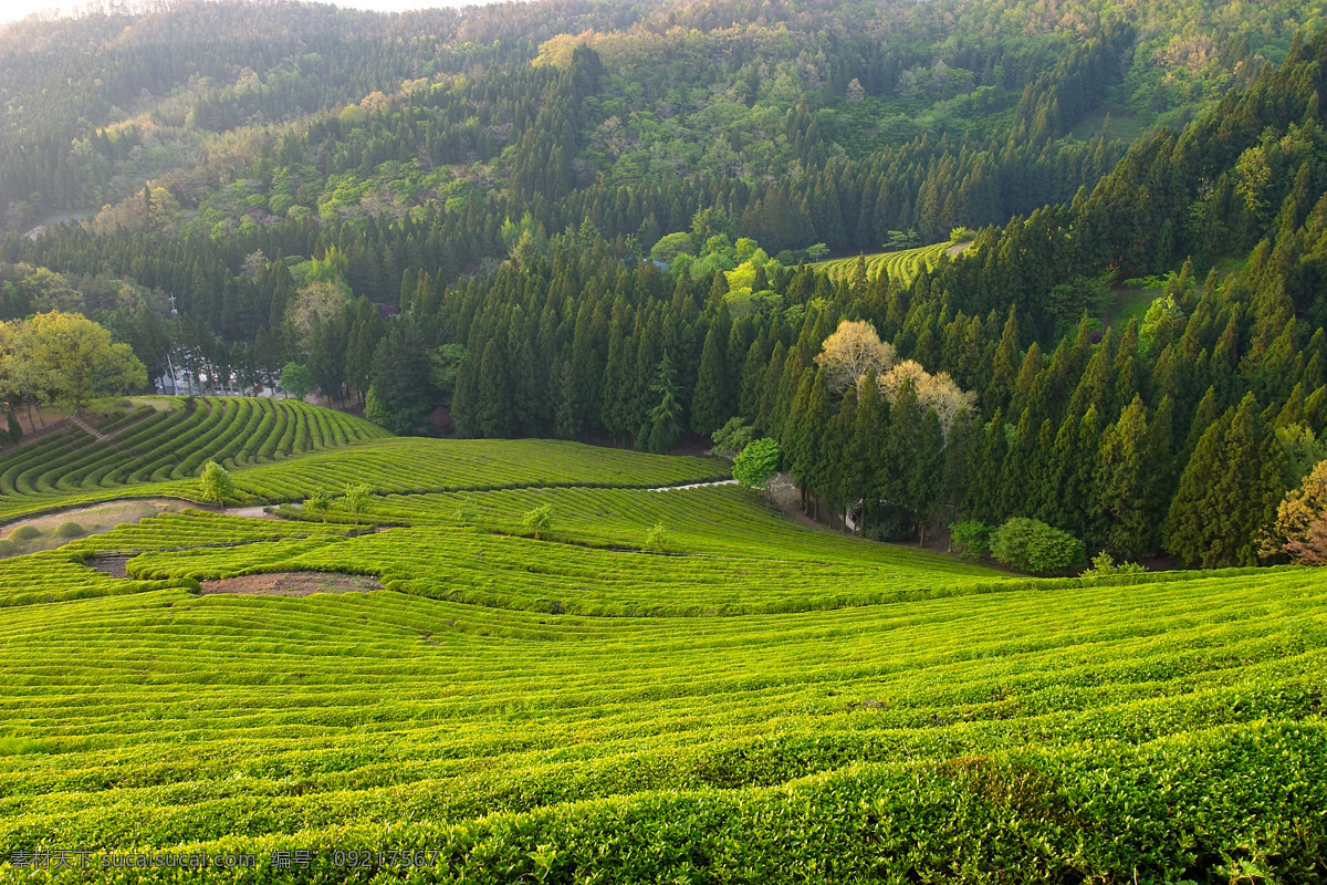 茶园 风景优美 最美景观 明媚风光 高清美景 树木 茶叶 茶树 自然景观 田园风光