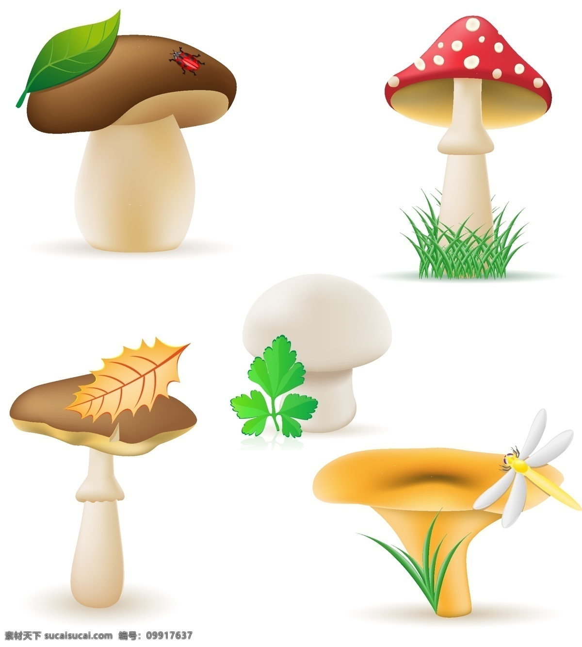 蘑菇食用菌 蘑菇 鲜菇 食用菌 野生蘑菇 美味 食材 食物 时尚背景 绚丽背景 背景素材 背景图案 矢量背景 背景设计 抽象背景 抽象设计 卡通背景 矢量设计 卡通设计 艺术设计 餐饮美食 生活百科 矢量