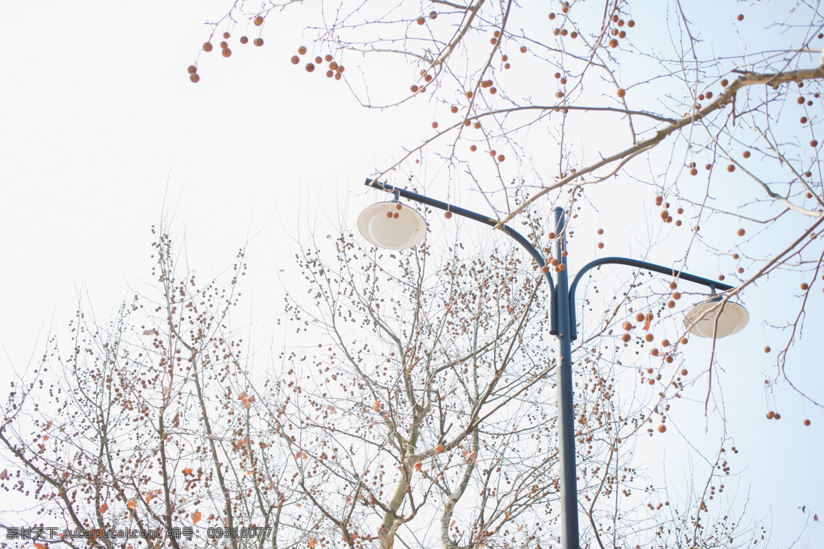 梅林 风景 风景摄影 宽阔大路 梅林风景 梅花 风光摄影 梅花园 香雪海 梅园 梅树 腊梅 公园 自然景观 田园风光