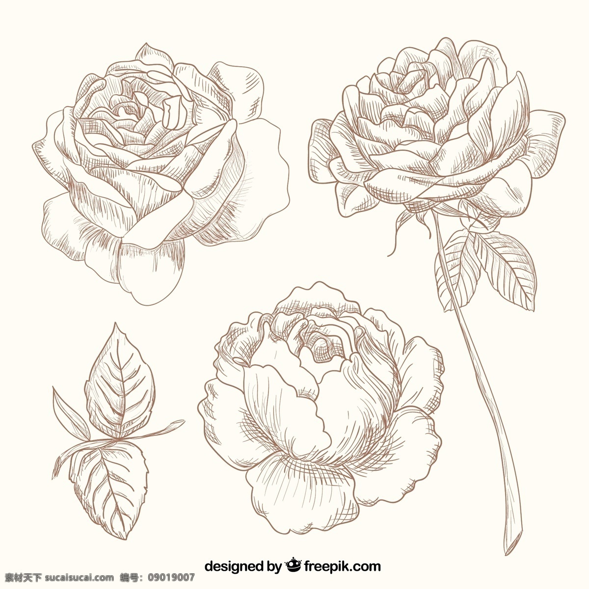 手绘 玫瑰花 玫瑰叶子 花卉 矢量图 矢量 高清图片