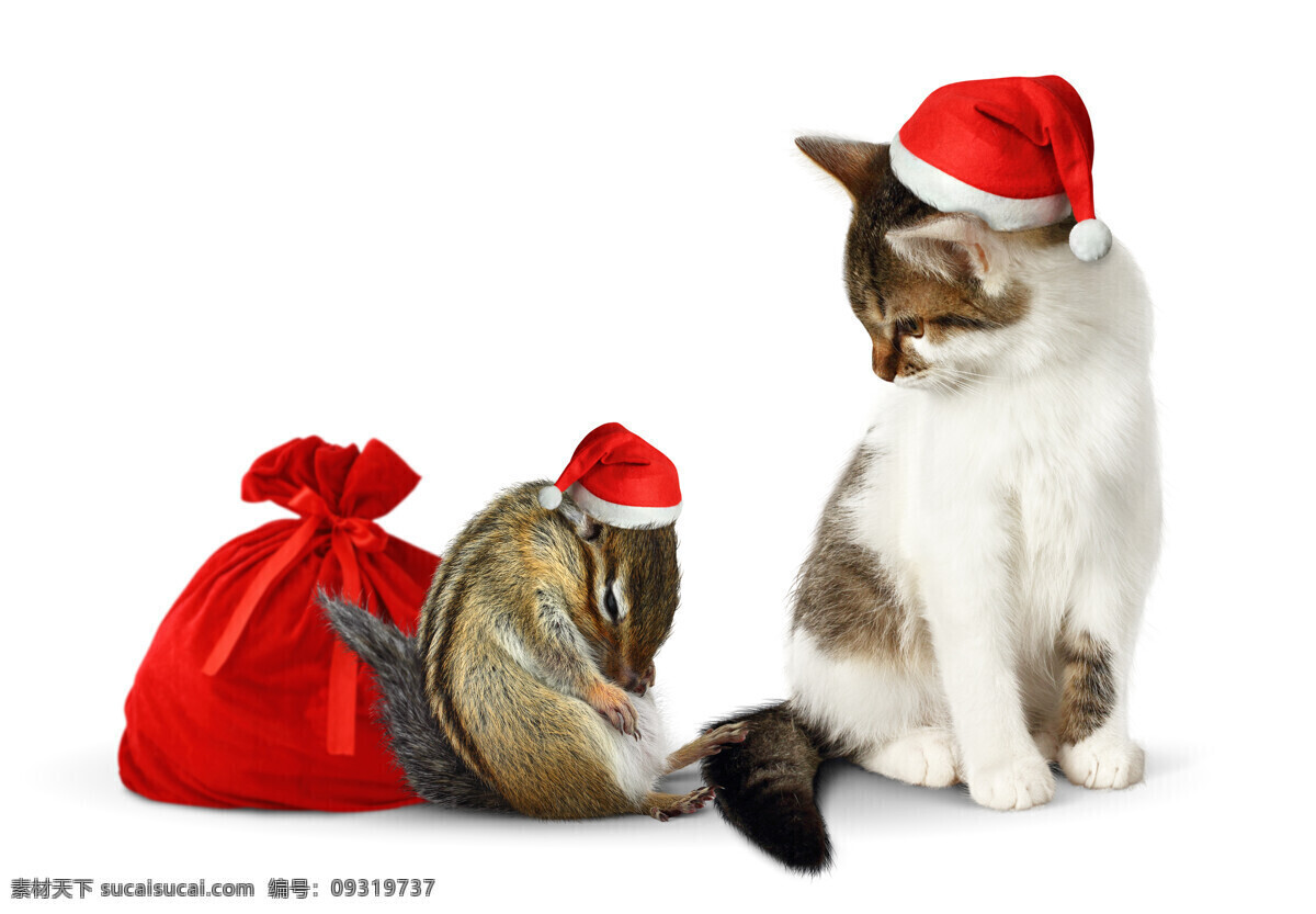 有趣 圣诞节 小猫 老鼠 礼物盒 可爱猫 宠物猫 猫咪 动物 动物世界 猫咪图片 生物世界