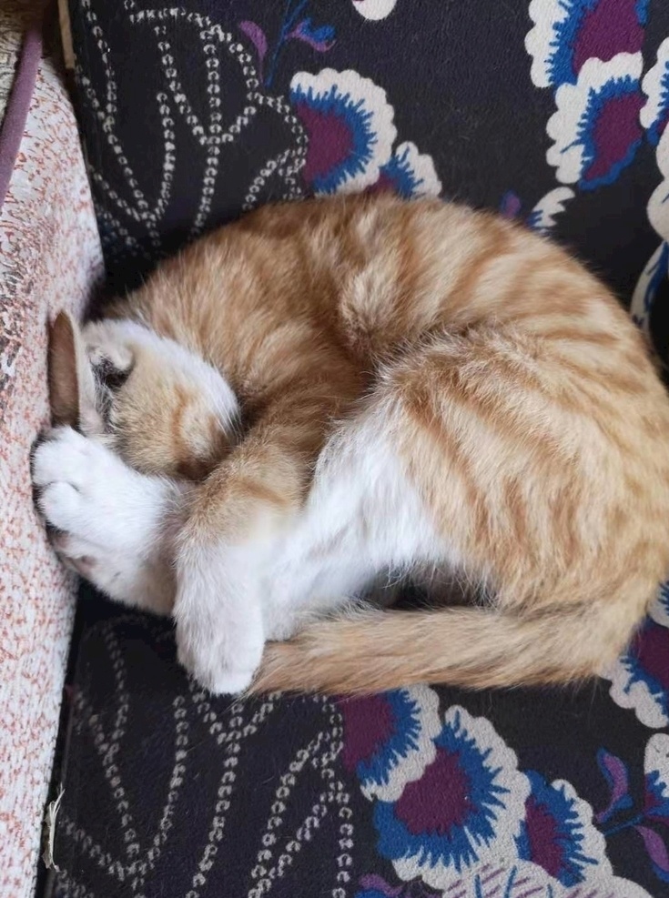 橘猫图片 猫 橘猫 团成团 睡觉的猫 瑜伽猫 生物世界 家禽家畜