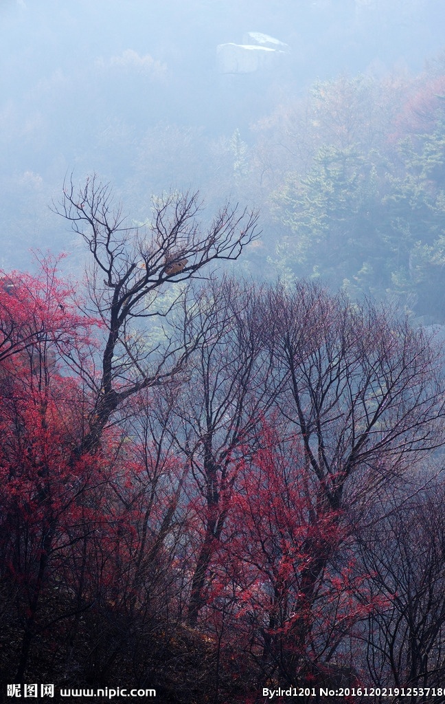 崂山风光 崂山 北九水 风光 金银木 红豆 山林 冬日 旅游摄影 自然风景