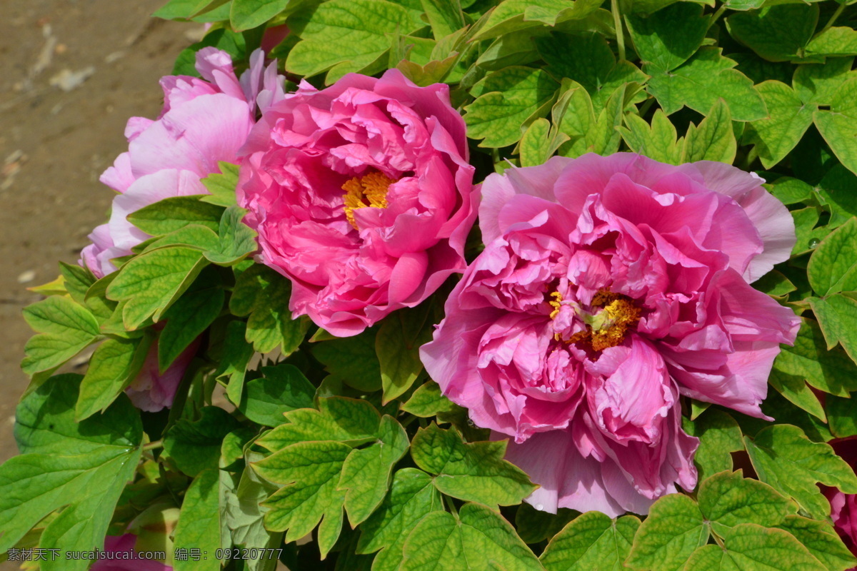 牡丹花 牡丹 观赏花卉 鼠姑 木芍药 百雨金 洛阳花 花朵 花瓣 花蕊 花卉 花儿 花草 植物 园林绿化 绿化景观 芍药牡丹 生物世界