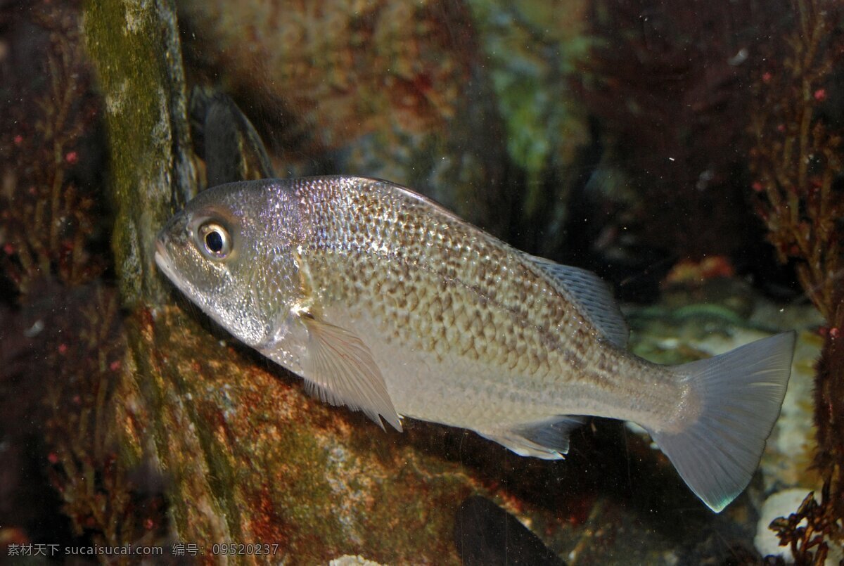 深海鱼类 深海 海洋 大海 海底世界 小鱼 鱼类 观赏鱼 生物世界