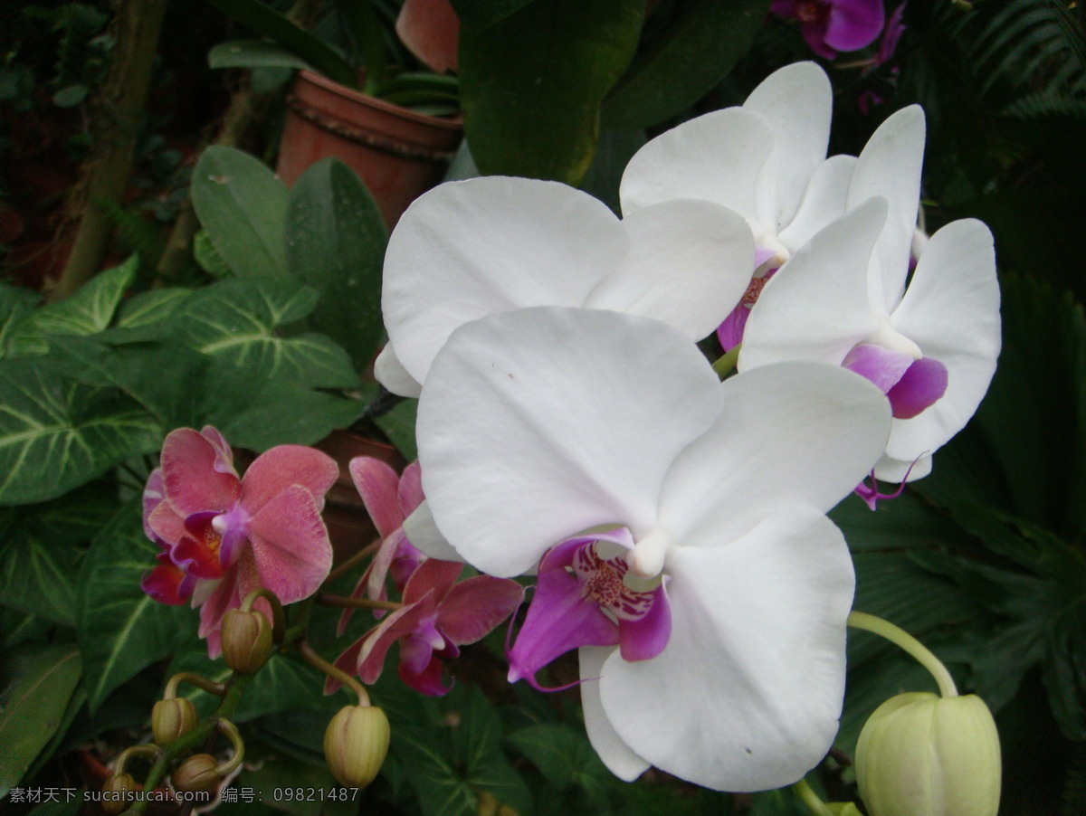 开放 白色 蝴蝶 兰花 芯 紫色 蝴蝶兰 花的世界 花边 红色 花蕊 风景美丽 风景 生活 旅游餐饮