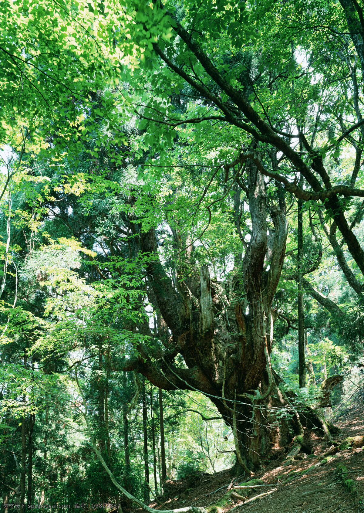 树根 大树根 枝叶 大树 树木 树叶 老树根 古树 树根特写 树根奇观 树根纹理 粗壮的树根 茂密深林 生物世界 树木树叶