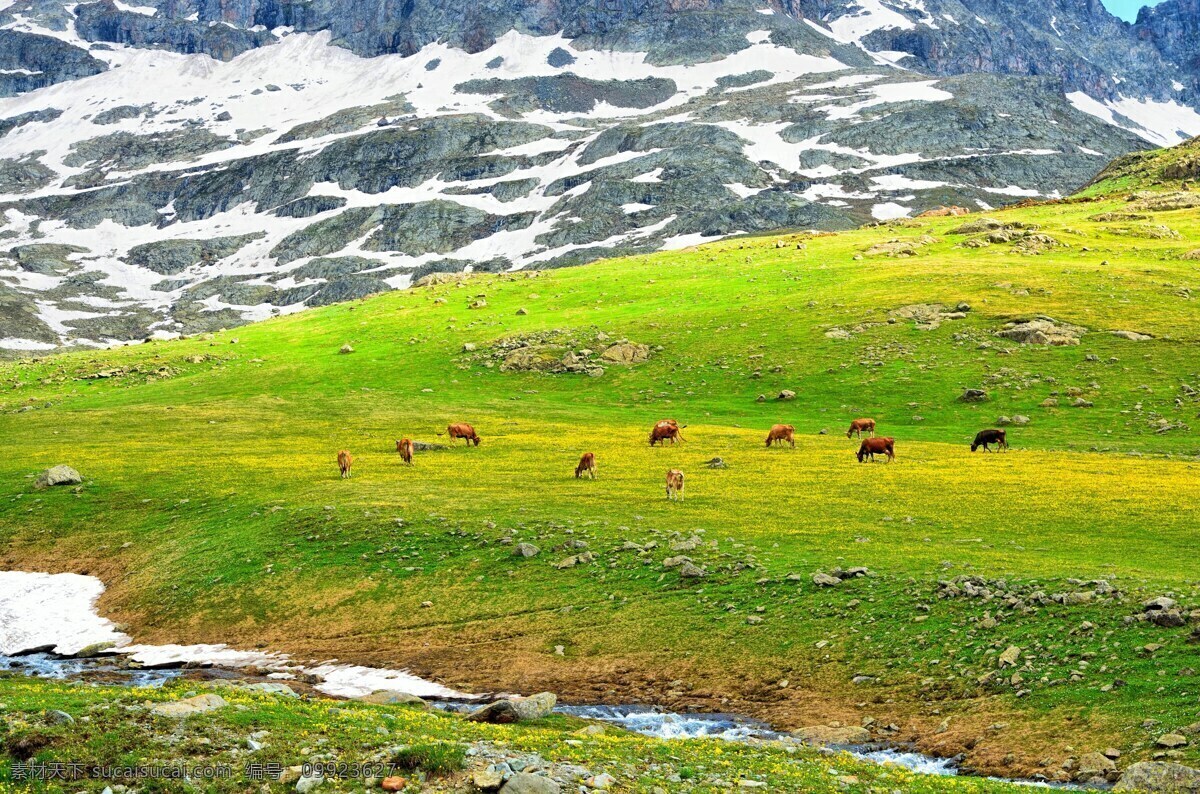 草原 牛群 雪山 雪景 山 性质 全景 天空 景观 自然 草 绿色 大自然 和平 云 动物 白色 山脉 植物 背景 壁纸