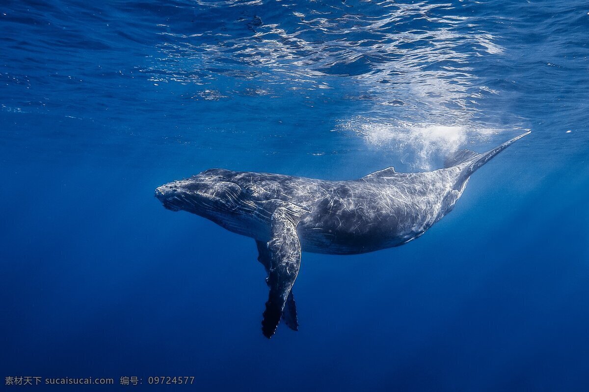 鲸鱼 小鲸鱼 鲸鲨 大鲸鱼 大蓝鲸 蓝鲸 海洋最大生物 最大生物 海洋巨兽 生物世界 鱼类
