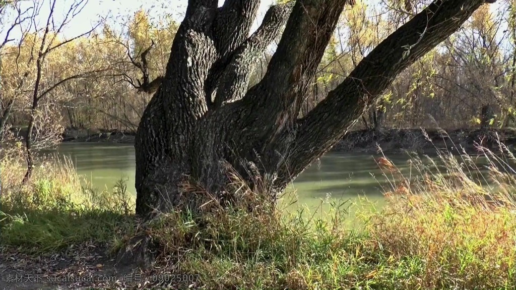 视频背景 实拍视频 视频 视频素材 视频模版 古老 树干 树干视频
