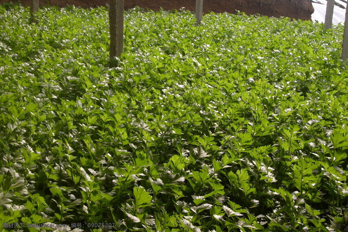 芹菜 芹菜地 大棚 田园风光 自然景观
