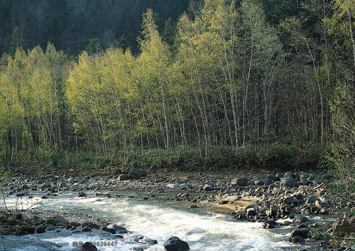 山水风景 高清风景图片 湖水 林荫 秋天树林 森林 山水图 树干 树林 树枝 四季风光素材 家居装饰素材 山水风景画