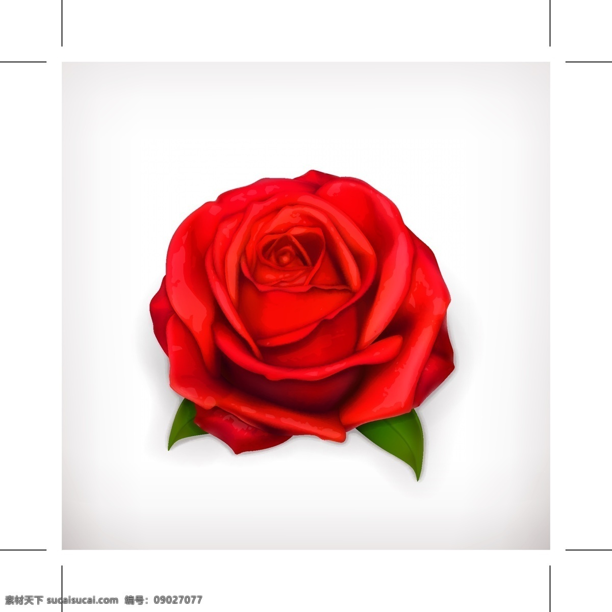 娇艳的玫瑰花 植物 红色 娇艳 玫瑰花 白色