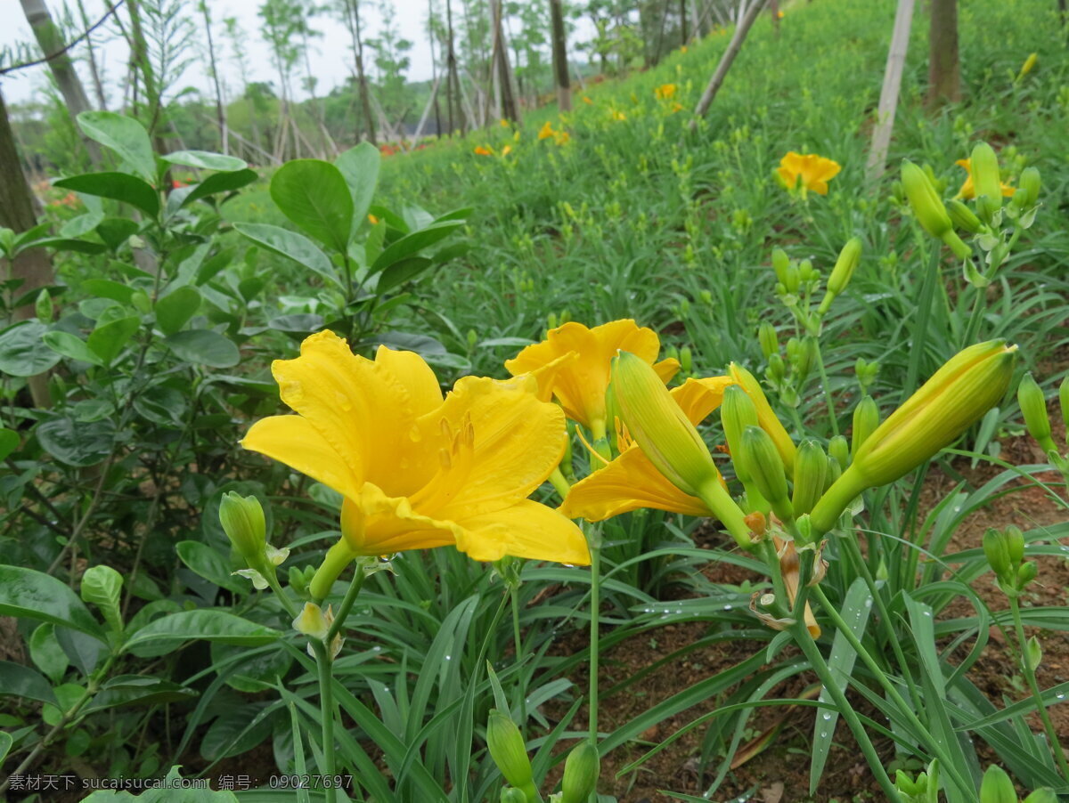 黄花萱草 绿叶 黄花 花蕾 观赏 生态 春天的气息 生物世界 花草