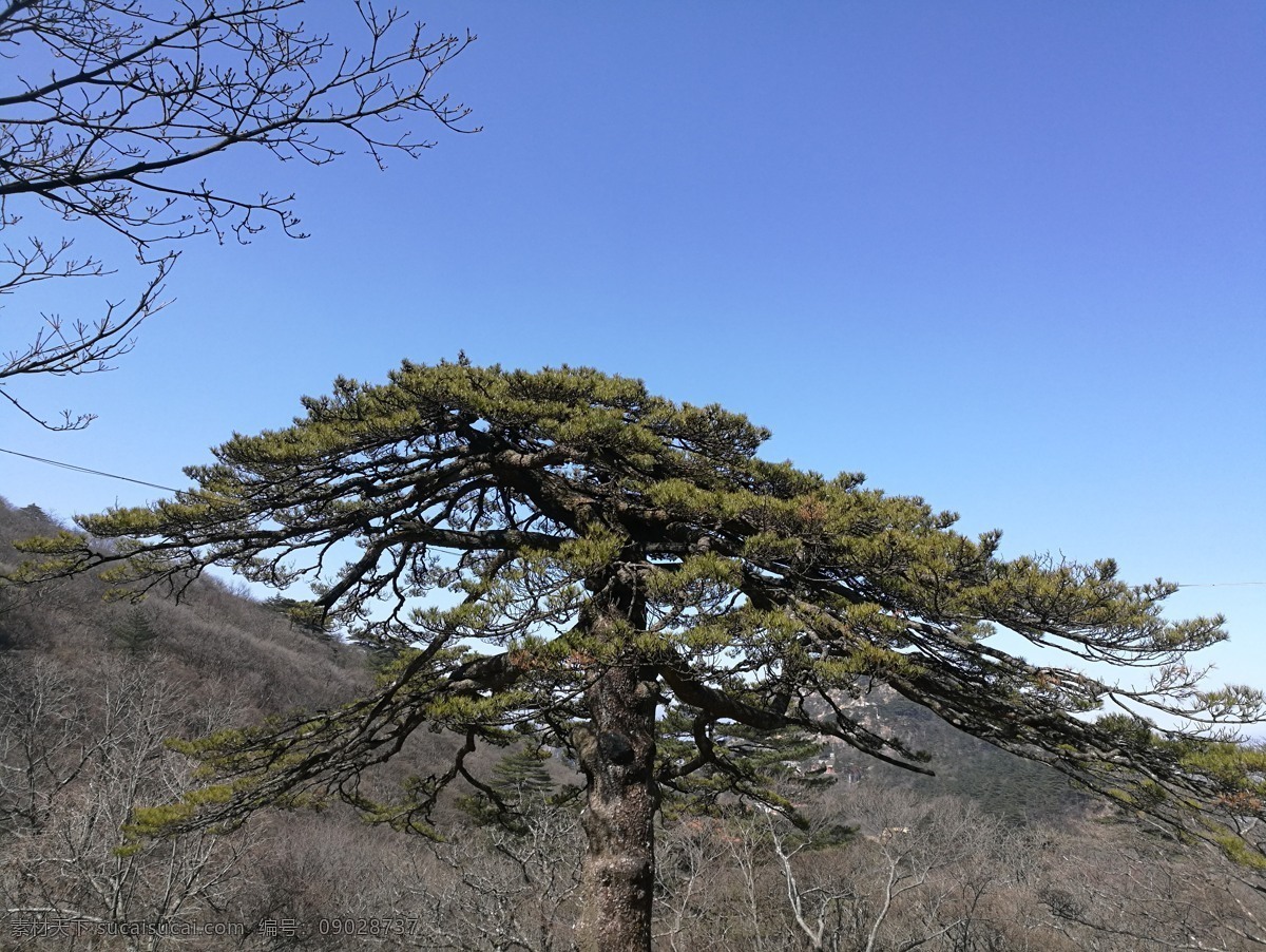 黄山老虎松 黄山 后山 迎客松 初春 奇山 怪石 云海 日出 猴子 松树 老虎松 摄影旅游图片 旅游摄影 国内旅游