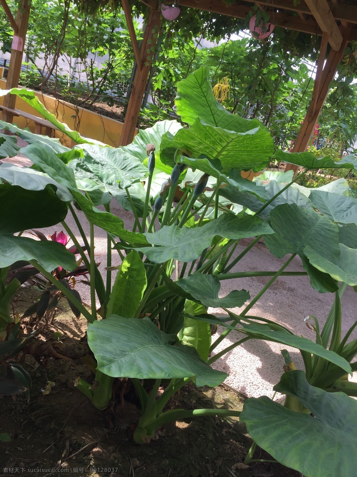 海芋 巨型 滴水 观音 植物 花卉 摄影花卉类 生物世界 花草