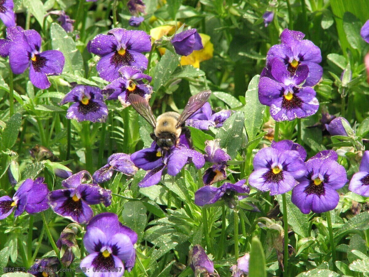 蜜蜂 花瓣 花朵 昆虫 绿植 生物世界 鲜花 植物 鸢尾草 昆虫虫子