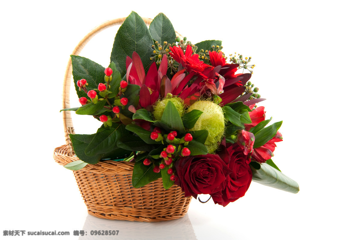 玫瑰 花篮 植物 鲜花 新鲜 美丽 清新 玫瑰花蓝 红玫瑰 花草树木 生物世界