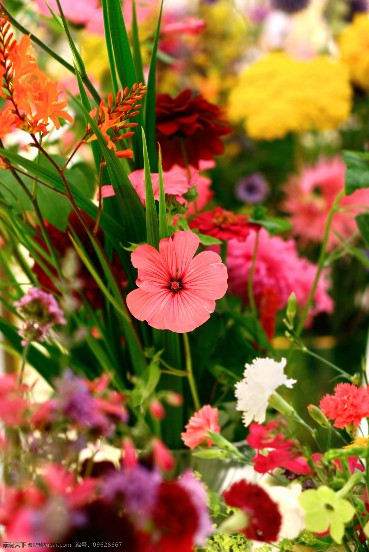 美丽 鲜花 背景 美丽鲜花 花朵 花卉 草地 鲜花背景 花草树木 生物世界