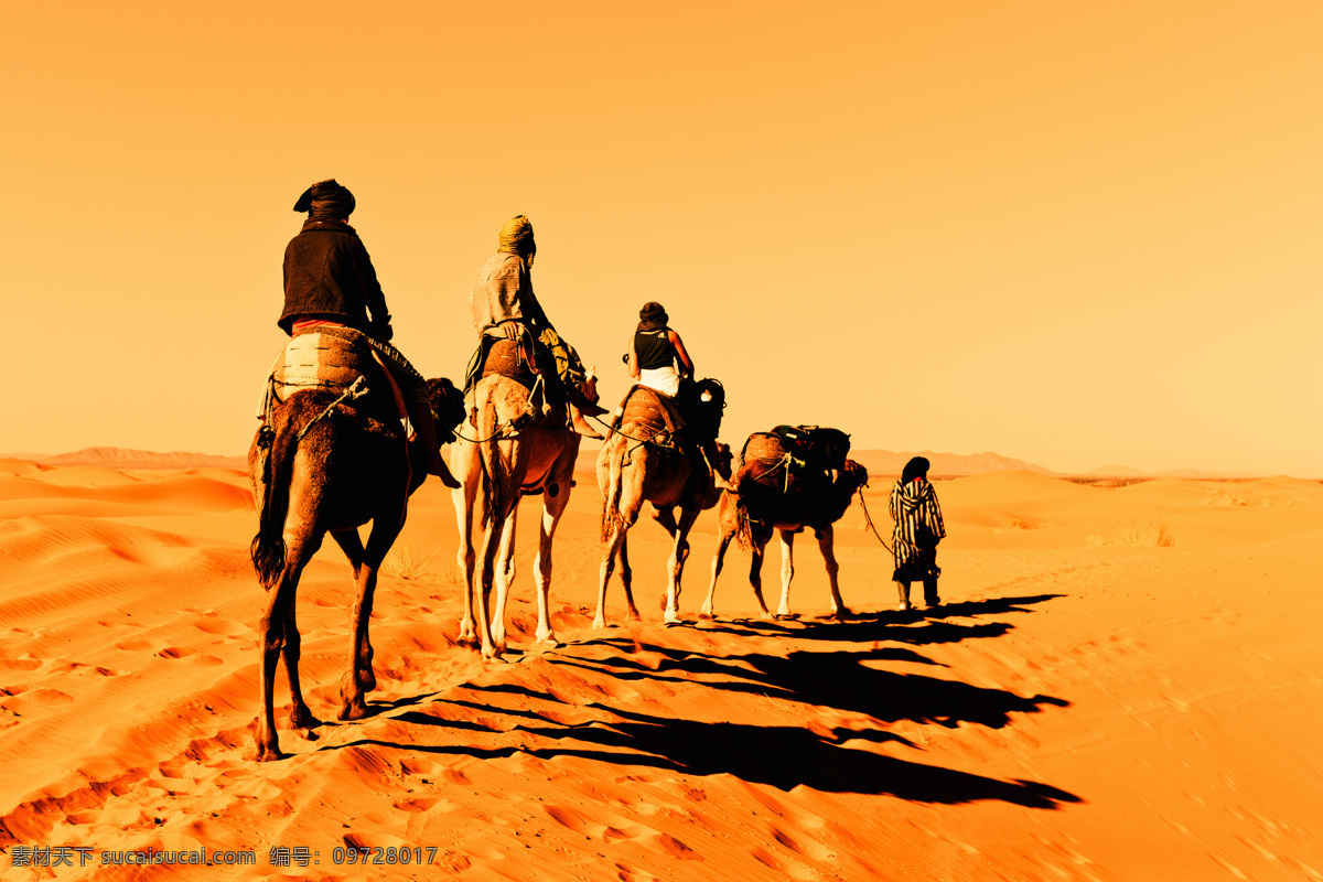 沙漠 中 骆驼 运输队 金黄的天空 金色的沙漠 天空 沙漠中的 骆驼运输队 自然风景 自然景观