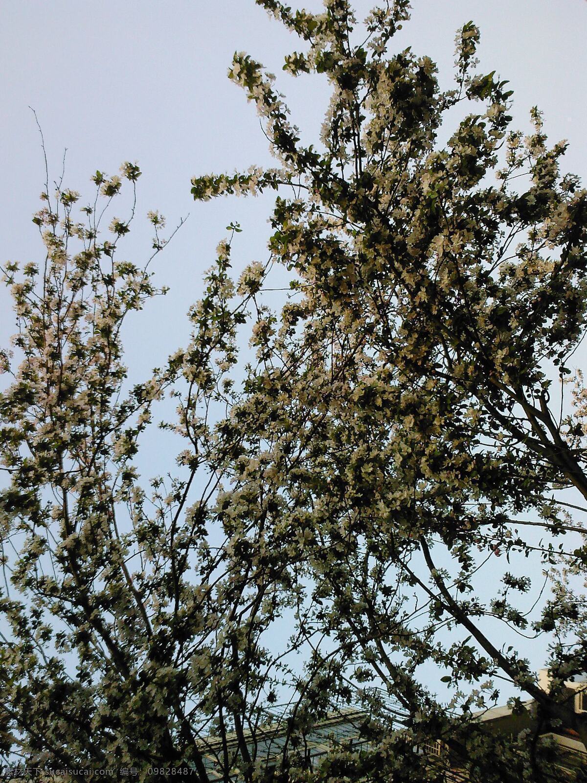 海棠 乱 花 落 季节 漂摇与纷繁 那个 更 显 分明 风景 生活 旅游餐饮